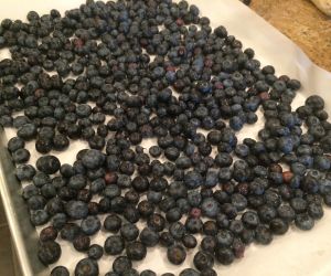 How to Freeze Blueberries