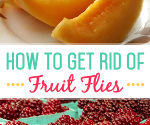 How to Get Rid of Fruit Flies