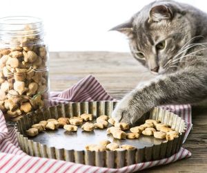 Salmon Cat Treats